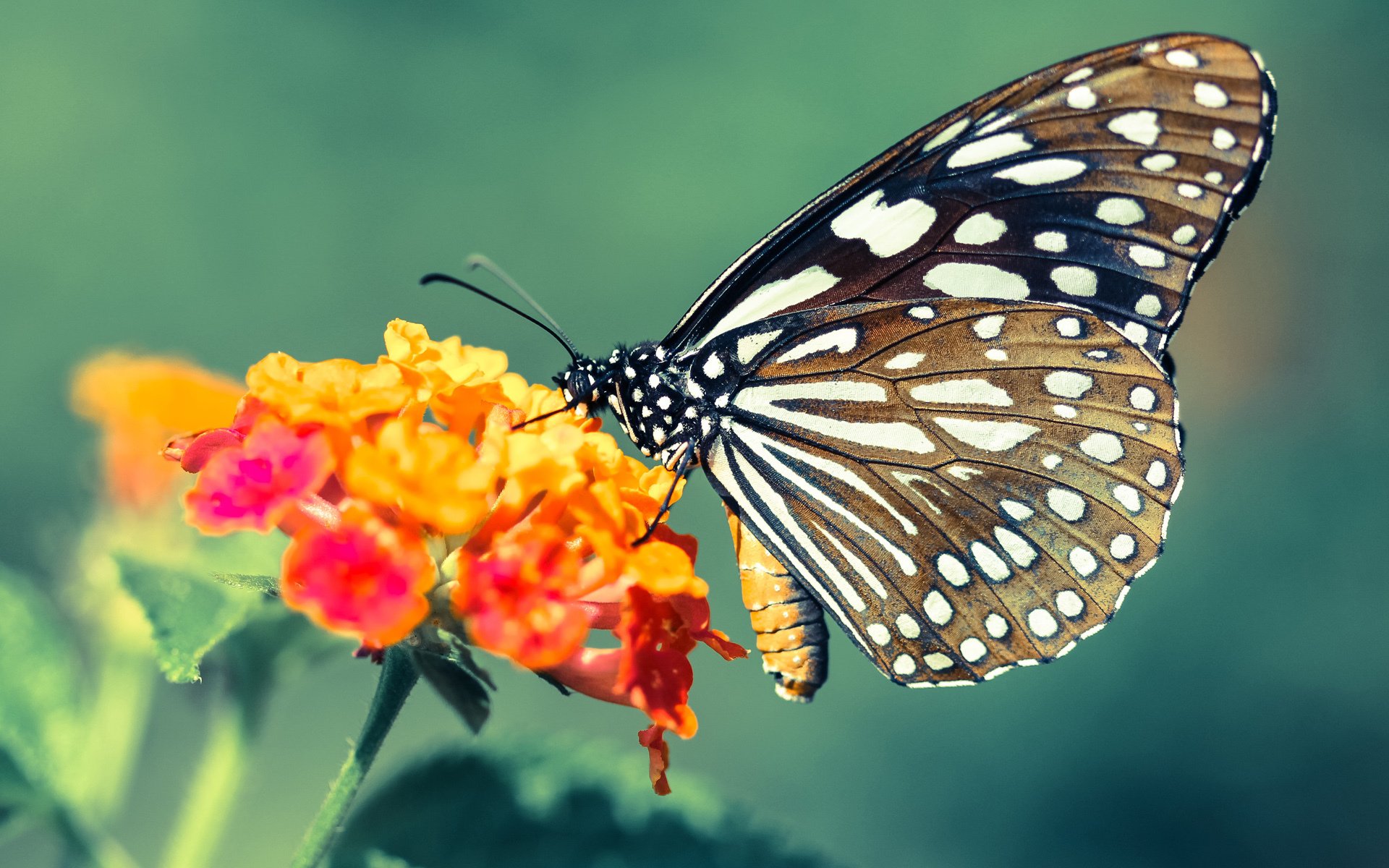 辽宁跨洋巅峰战，哈登单节导演红色飓风席卷麦迪逊