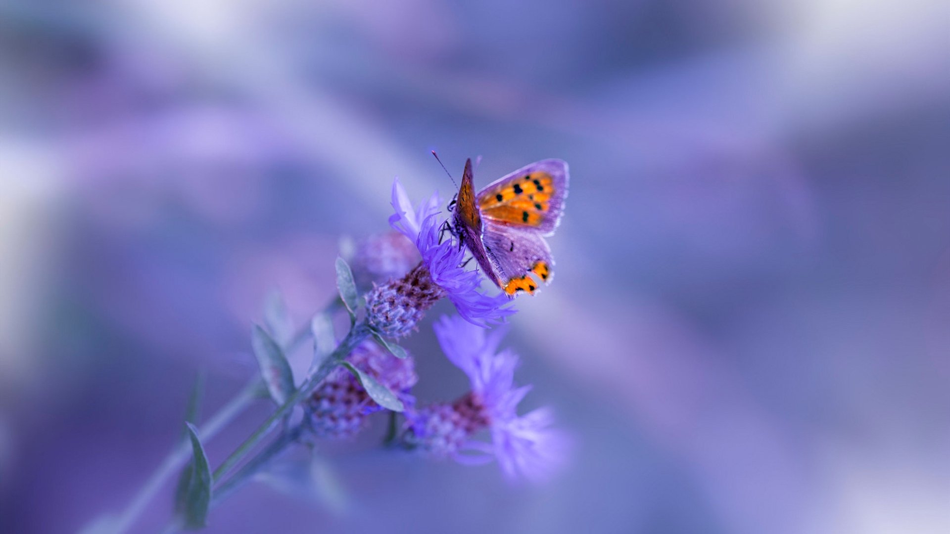 开云体育2026-劳塔罗幽灵一击改写命运！爱尔兰古老战术如何让利物浦的金属风暴哑火？