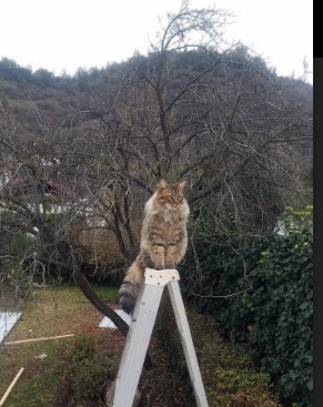 开云体育2026-卡塔尔的抢七时刻，资本如何提前终结摩纳哥悬念