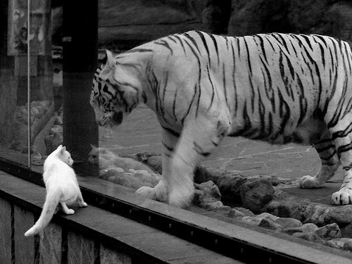 文班亚马关键球+致胜封盖，爵士末节一波流带走十一冠王