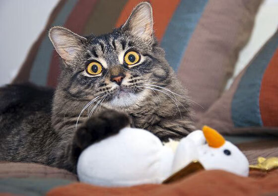 临危受命！朱-霍勒迪化身森林狼救世主，导演惊魂逆转老鹰