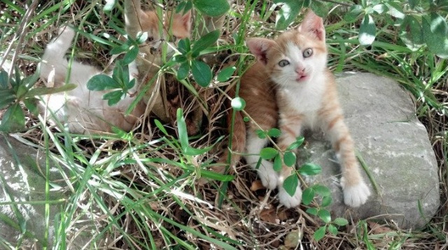 美式战术棋盘上的德甲困局，当范戴克的大场面哲学对决体系化压制
