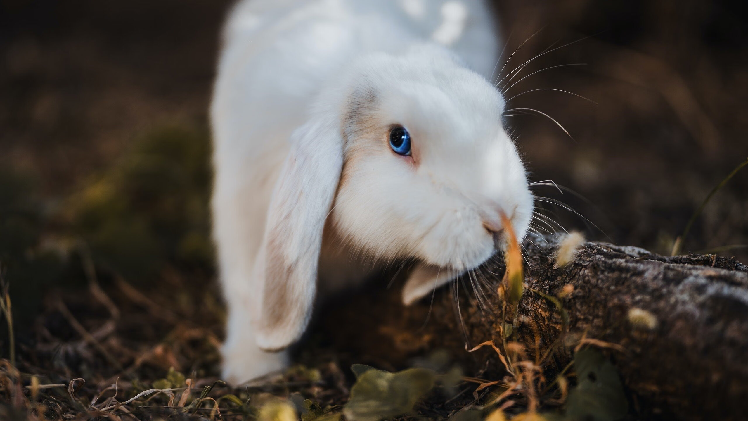 开云体育-红牛铁蹄踏冰原，厄德高独舞定乾坤—莱比锡的北欧征服与关键先生的诞生