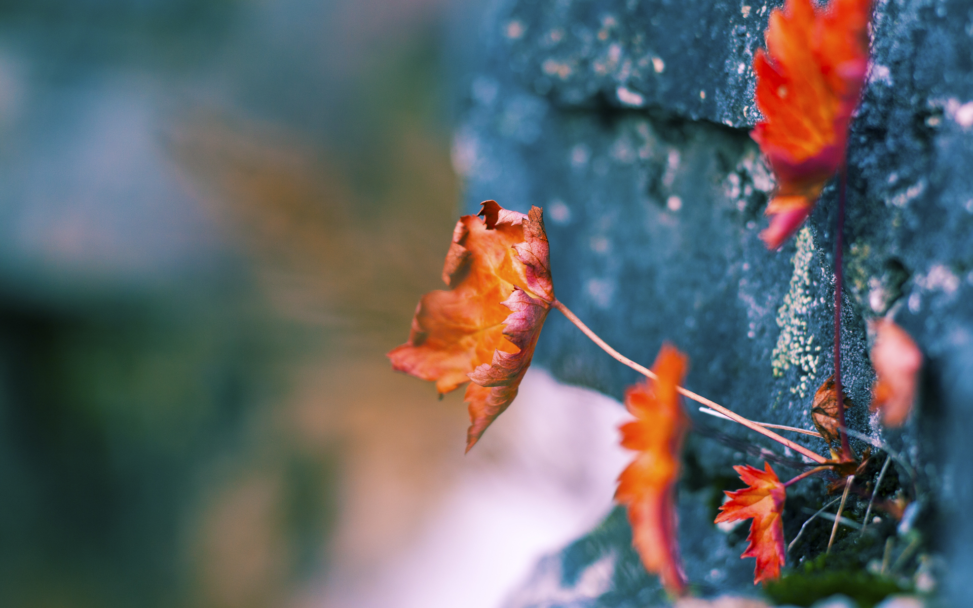 开云体育官网-武切维奇末节19分！76人险胜国王显冠军相